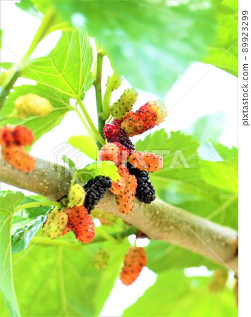 Mulberry leaves and mulberry fruit feel good Mulberry leaves and mulberry fruit feel good 89923299