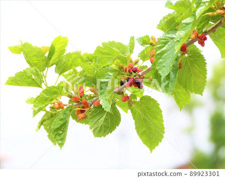 Mulberry leaves and fruits in the early summer day Mulberry leaves and fruits in the early summer day 89923301