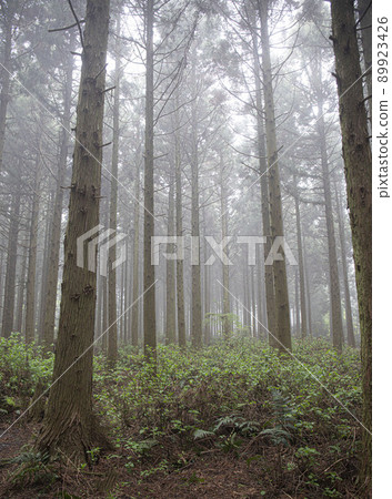 nature ecosystem living life forest misty cedar colony 89923426