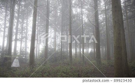 nature ecosystem living life forest misty cedar colony white ghost 89923430