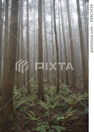 nature ecosystem living life forest misty cedar colony 89923434