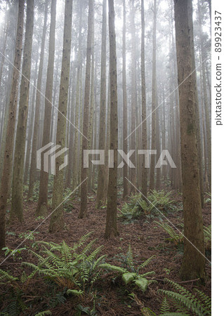 nature ecosystem living life forest misty cedar colony 89923437