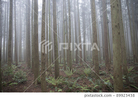 nature ecosystem living life forest misty cedar colony 89923438