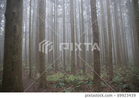 nature ecosystem living life forest misty cedar colony 89923439