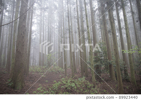 nature ecosystem living life forest misty cedar colony nature ecosystem living life forest misty cedar colony 89923440