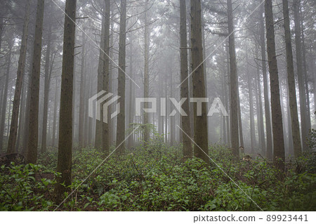 nature ecosystem living life forest misty cedar colony nature ecosystem living life forest misty cedar colony 89923441