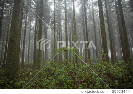 nature ecosystem living life forest misty cedar colony 89923444