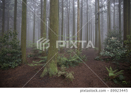 nature ecosystem living life forest misty cedar colony nature ecosystem living life forest misty cedar colony 89923445