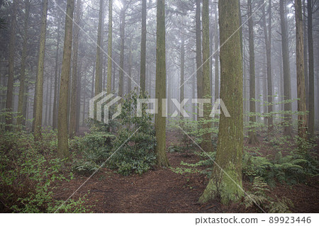 nature ecosystem living life forest misty cedar colony nature ecosystem living life forest misty cedar colony 89923446