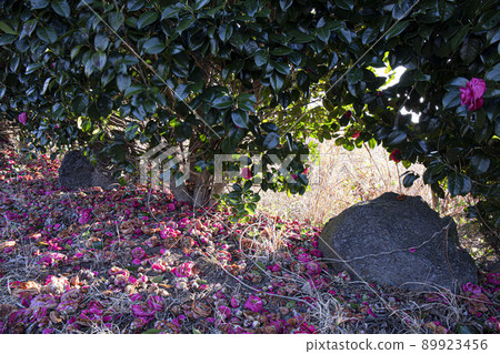 On the way to Jeongseok Airfield, Noksan-ro, Jeju camellia colony 89923456