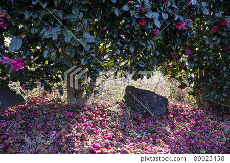 前往濟州野山路正石機場的路上 山茶花棲息地 89923458