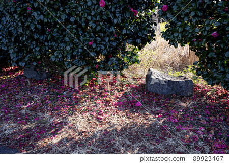 前往濟州野山路正石機場的路上 山茶花棲息地 89923467