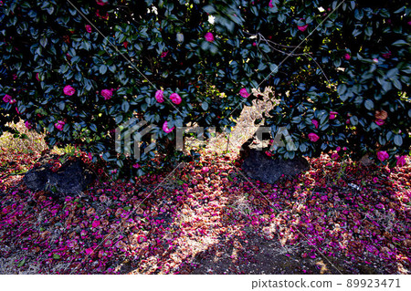 On the way to Jeongseok Airfield, Noksan-ro, Jeju camellia colony On the way to Jeongseok Airfield, Noksan-ro, Jeju camellia colony 89923471