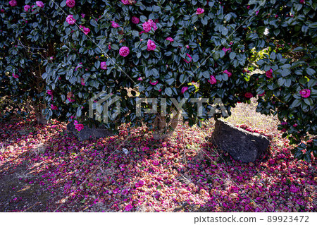 On the way to Jeongseok Airfield, Noksan-ro, Jeju camellia colony On the way to Jeongseok Airfield, Noksan-ro, Jeju camellia colony 89923472