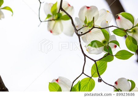 花水木清爽的白色背景 89923686
