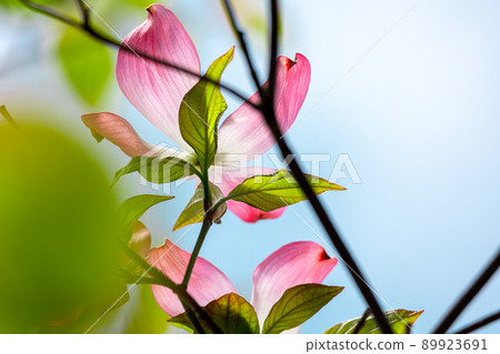 花水木清爽的藍天背景 89923691