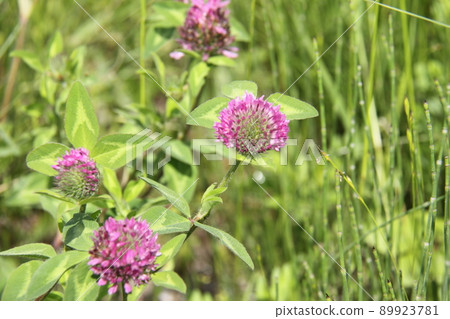 紅三葉草 89923781