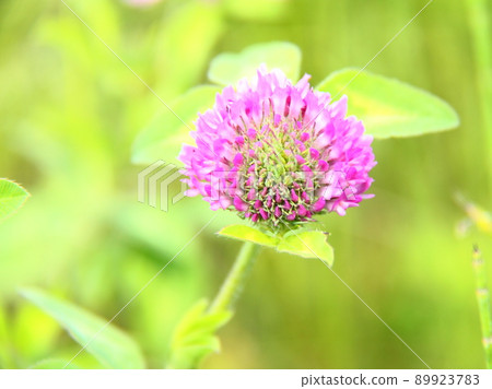 紅三葉草 89923783