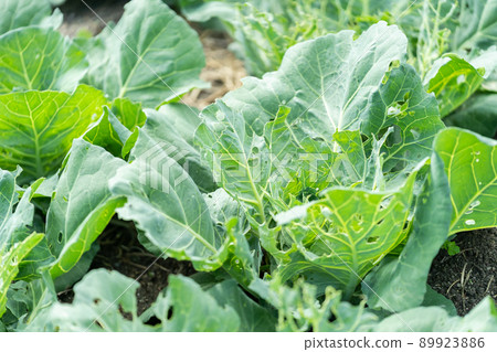 Cabbage agriculture eaten by insects Cabbage agriculture eaten by insects 89923886
