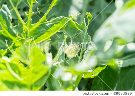 Cabbage agriculture eaten by insects 89923889