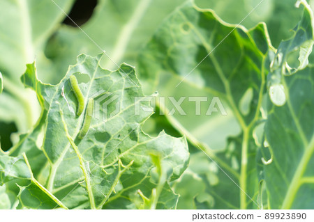 Cabbage agriculture eaten by insects 89923890