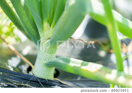 Onions Agriculture, fields, vegetables, farmers, harvesting, cultivation, farming, food, crops Onions Agriculture, fields, vegetables, farmers, harvesting, cultivation, farming, food, crops 89923951