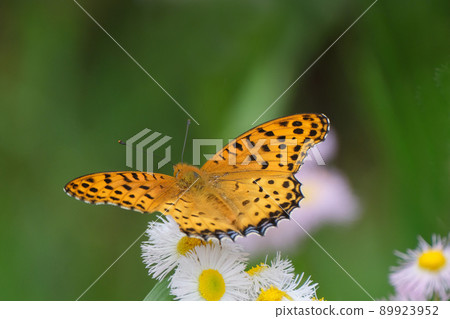 Indian fritillary with a beautiful butterfly pattern Indian fritillary with a beautiful butterfly pattern 89923952