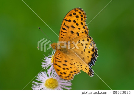 Indian fritillary with a beautiful butterfly pattern Indian fritillary with a beautiful butterfly pattern 89923955