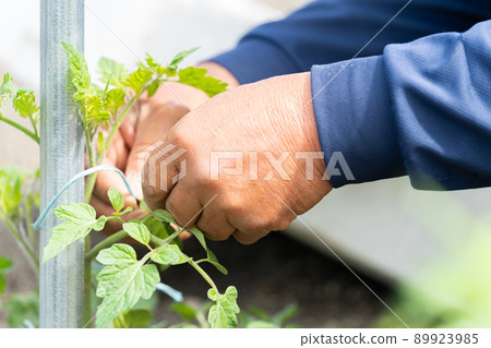 A farmer man planting tomato seedlings grows vegetables A farmer man planting tomato seedlings grows vegetables 89923985