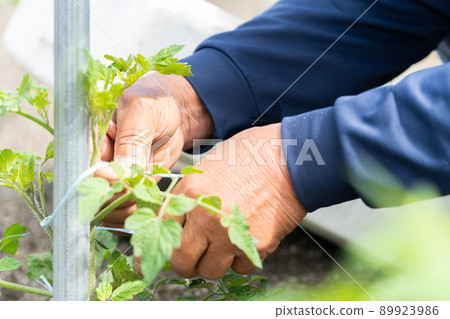 種植番茄幼苗的農民種菜 89923986