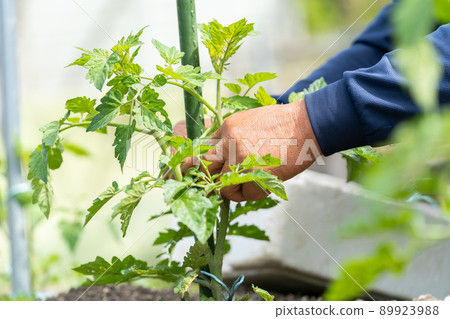 種植番茄幼苗的農民種菜 種植番茄幼苗的農民種菜 89923988