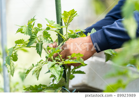A farmer man planting tomato seedlings grows vegetables 89923989