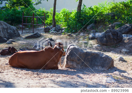 Cow resting on ground in indian village 89923996