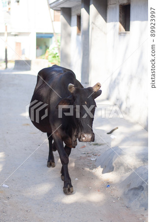 Black cow walking on street in India alone. 89923997