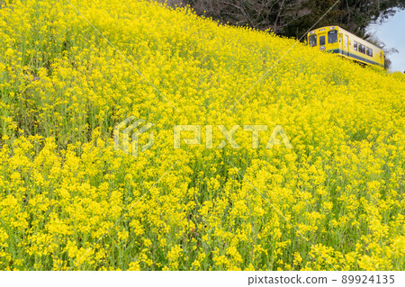 春天的風景:火車和油菜花在安靜的鄉村運行 春天的風景:火車和油菜花在安靜的鄉村運行 89924135