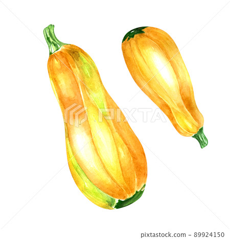 Two yellow zucchini watercolor illustration on white background 89924150