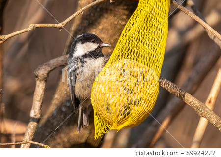 Coal tit bird at the feeder with a tallow ball on a tree branch, in the forest 89924222