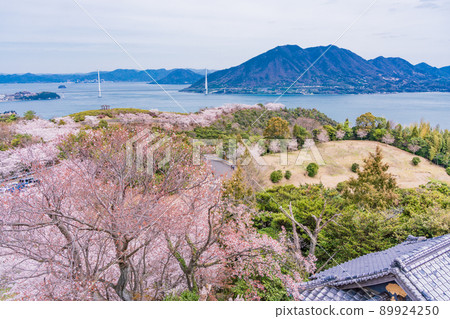 瀨戶內島波海道、博多島櫻花、平木山公園（多多拉橋後方） 89924250
