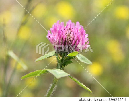 Murasakitetsukusa 89924324