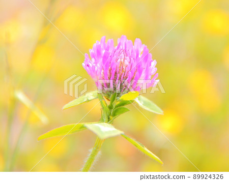 Murasakitetsukusa Murasakitetsukusa 89924326