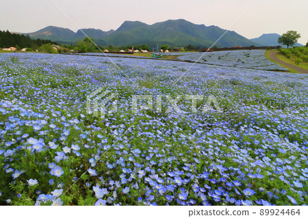 Kuju Mountain Range and Nemophila Field 89924464