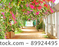 Bougainvillea tunnel in full bloom 89924495
