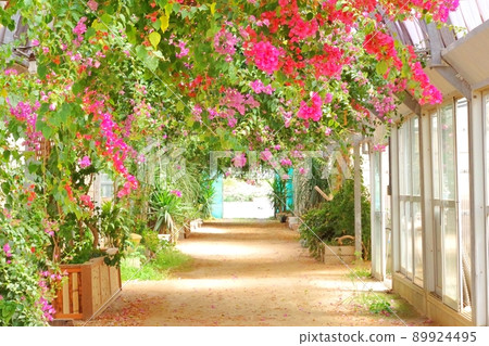 Bougainvillea tunnel in full bloom Bougainvillea tunnel in full bloom 89924495
