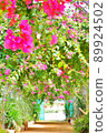 Bougainvillea tunnel in full bloom 89924502