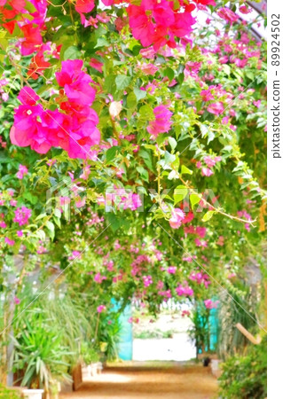 Bougainvillea tunnel in full bloom Bougainvillea tunnel in full bloom 89924502