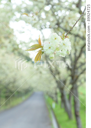 A refreshing yellow cherry tree-lined road in the morning, Akita Prefecture 89924725