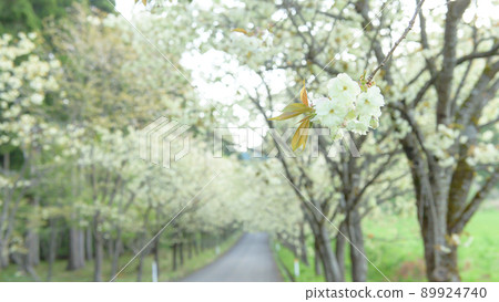 秋田縣早晨清爽的黃色櫻花林蔭道 秋田縣早晨清爽的黃色櫻花林蔭道 89924740