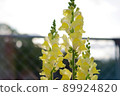 Cute snapdragon flowers shining in the morning sun 89924820