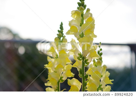 Cute snapdragon flowers shining in the morning sun Cute snapdragon flowers shining in the morning sun 89924820