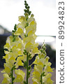 Cute snapdragon flowers shining in the morning sun 89924823